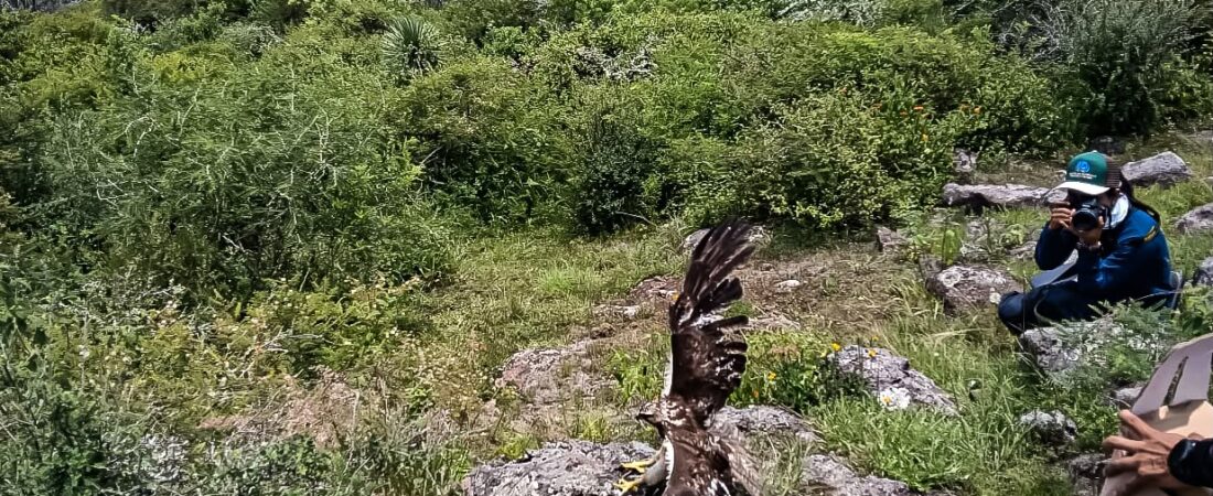 La Unidad de Rehabilitación de Fauna Silvestre de Pachuca llevó a cabo la quinta liberación de ejemplares
