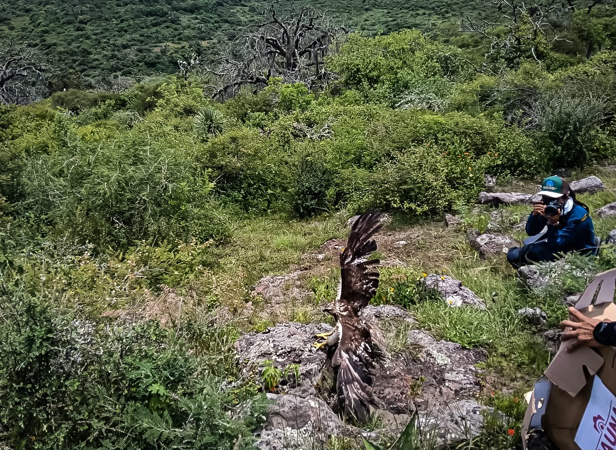 La Unidad de Rehabilitación de Fauna Silvestre de Pachuca llevó a cabo la quinta liberación de ejemplares